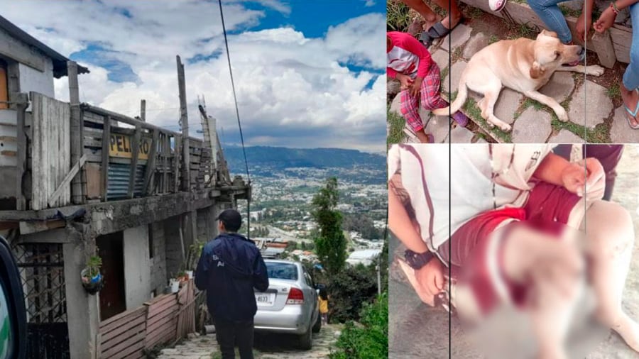 La multa que deberá pagar el dueño de un perro por ataque a niño en Tumbaco