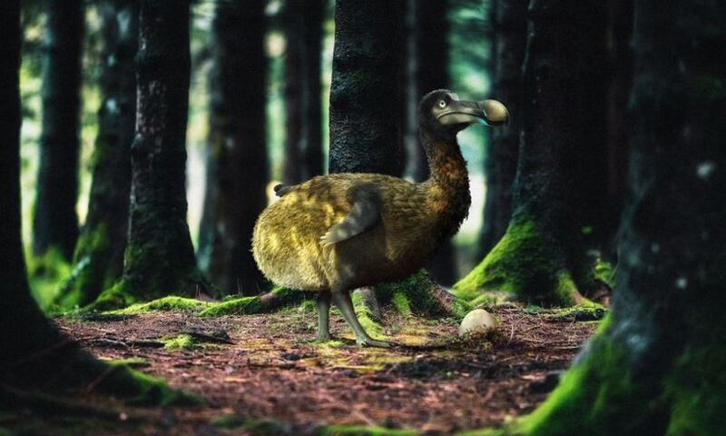 Dodo