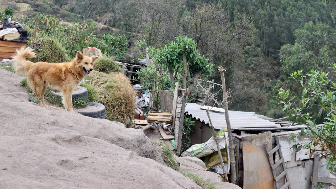 Animales de Salvador Naula