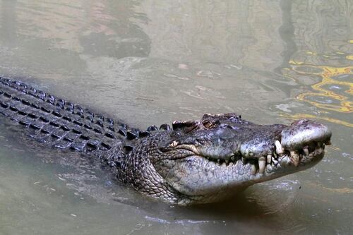 Un padre fue devorado por un enorme cocodrilo cuando se bañaba con su hijo en un río