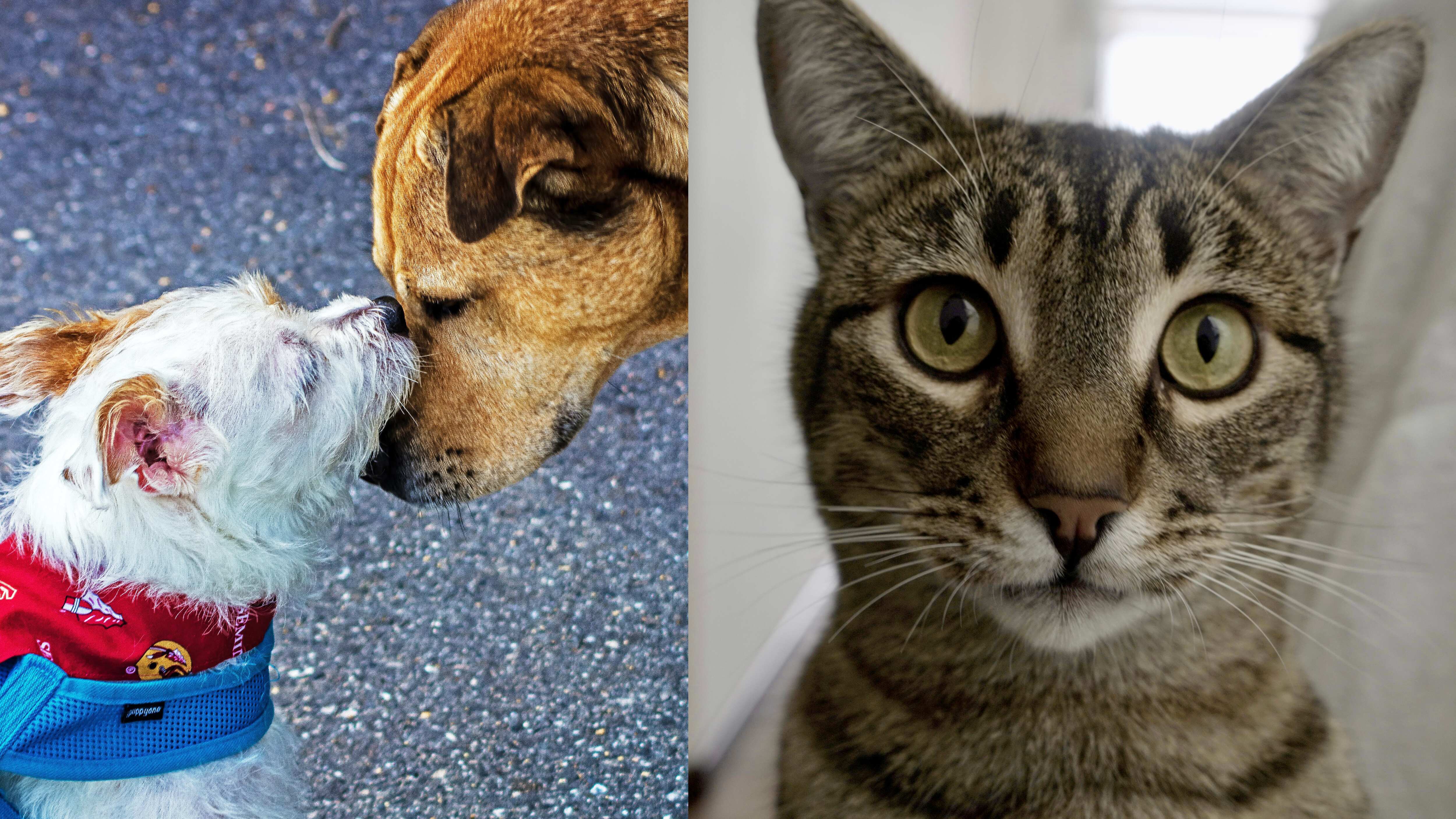 ¿Qué pasará si no registras a tus mascotas en Quito? Esta es la sanción