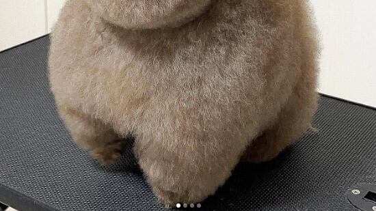 Mohu, el perro esponjoso con miles de seguidores en Instagram