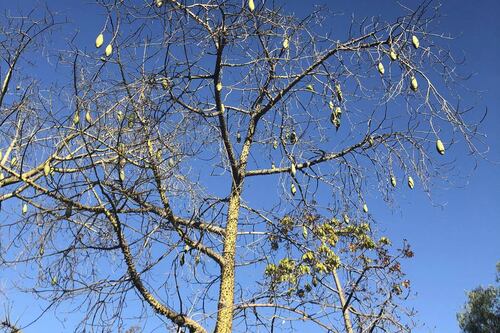 ¿Puedes encontrar los dos loros escondidos en esta foto? ¡Te retamos!