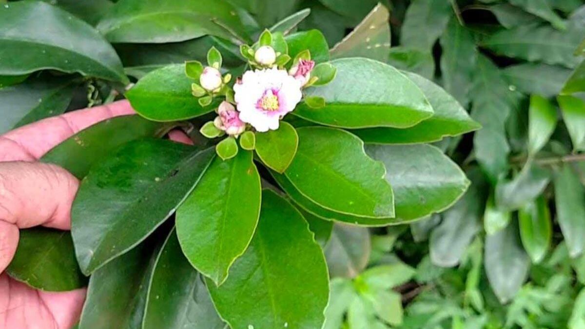 A planta é uma excelente alternativa à carne e você pode ter na sua casa para consumir quando quiser