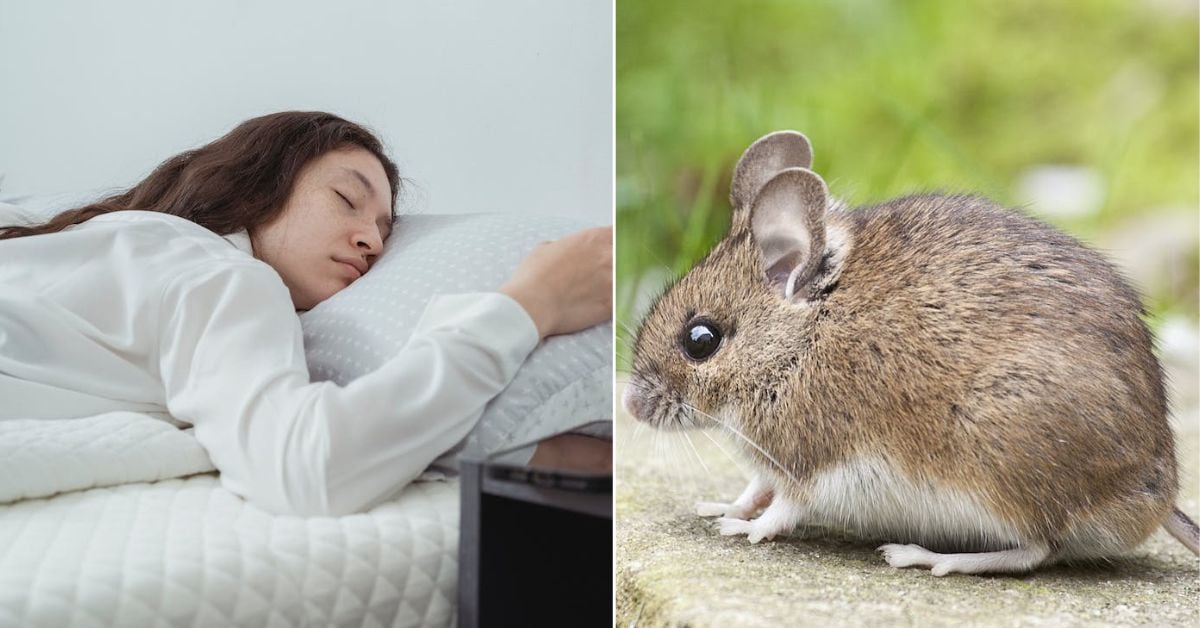 Soñar con ratones o ratas tiene un significado y esto es lo que te quiere decir