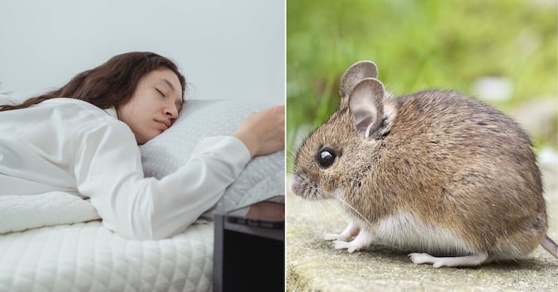 Sueños significado ratas