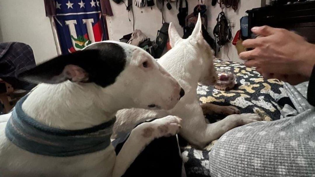 Bulldog terrier desaparecida en Quito