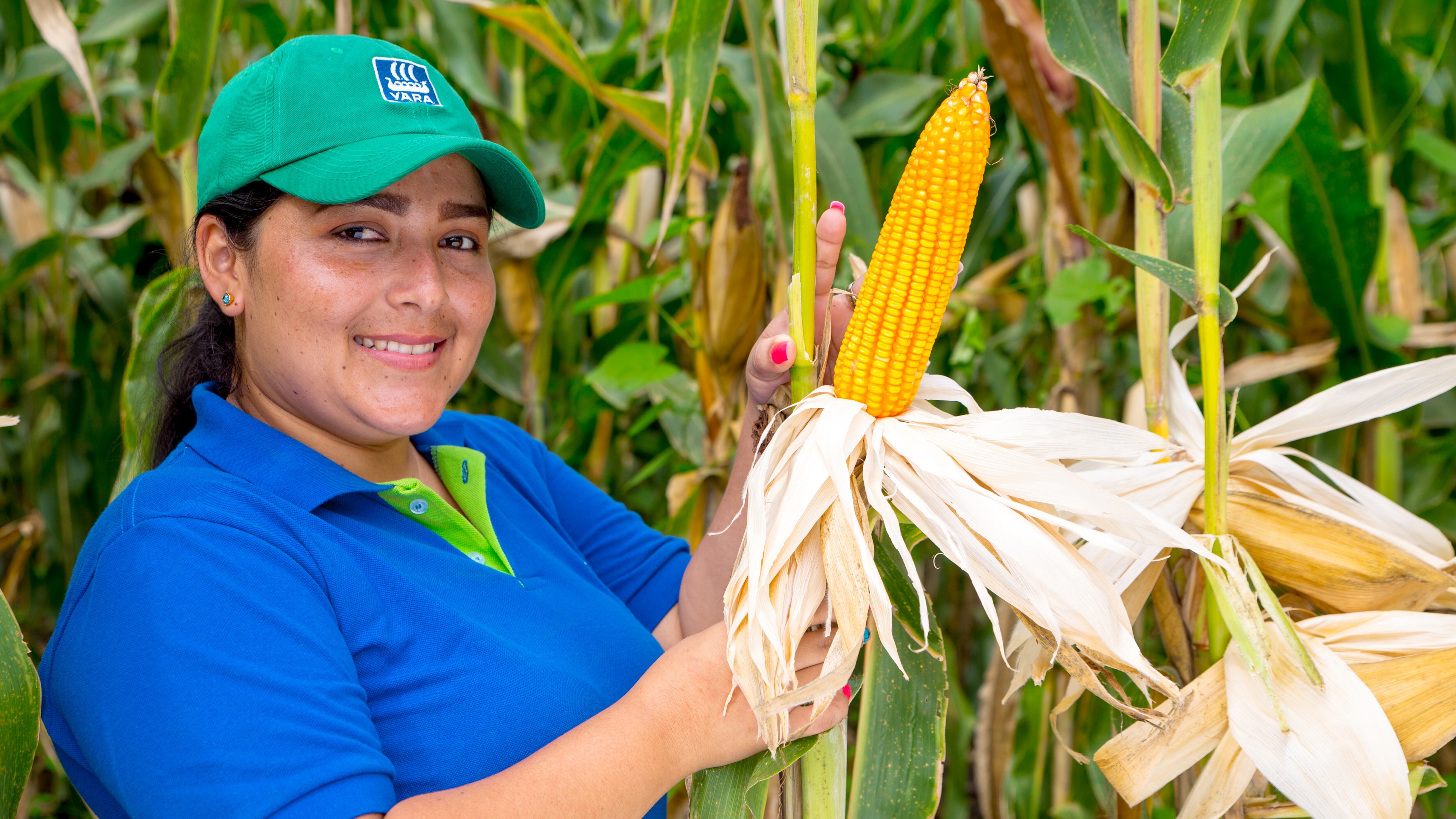 La asociación también acopia la cosecha para negociar en conjunto y obtener mejores precios en la venta del maíz amarillo, por ejemplo.