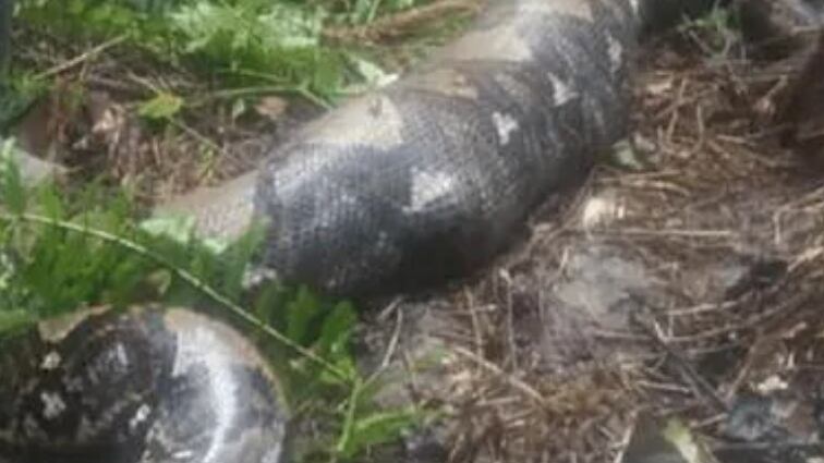 Pitón se comió a mujer en Indonesia