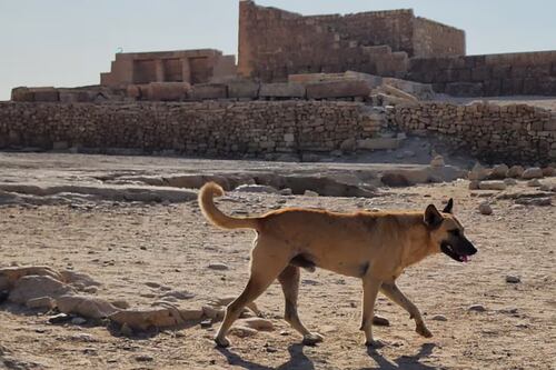 Captan a más perritos escalando la Gran Pirámide de Giza en Egipto