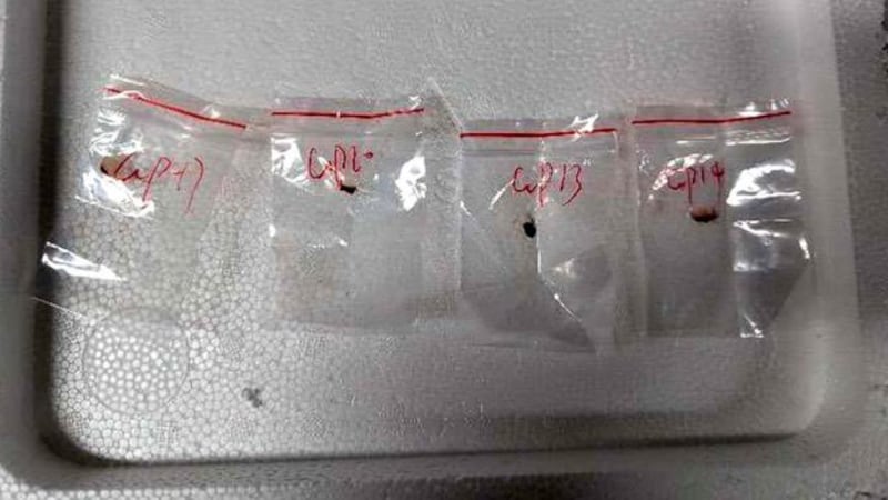 Fusarium graminearum: El hongo peligroso que jóvenes chinos intentaron ingresar a EE. UU.