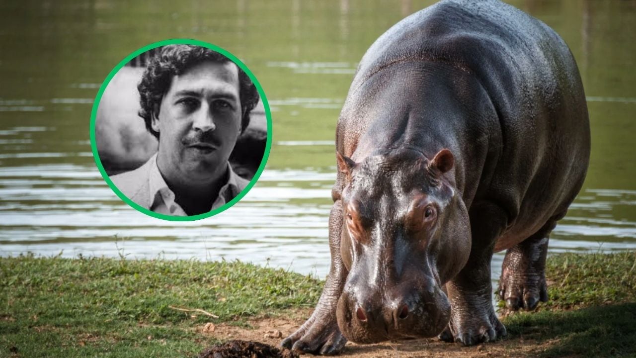 80 hipopótamos serán sacrificados en Colombia