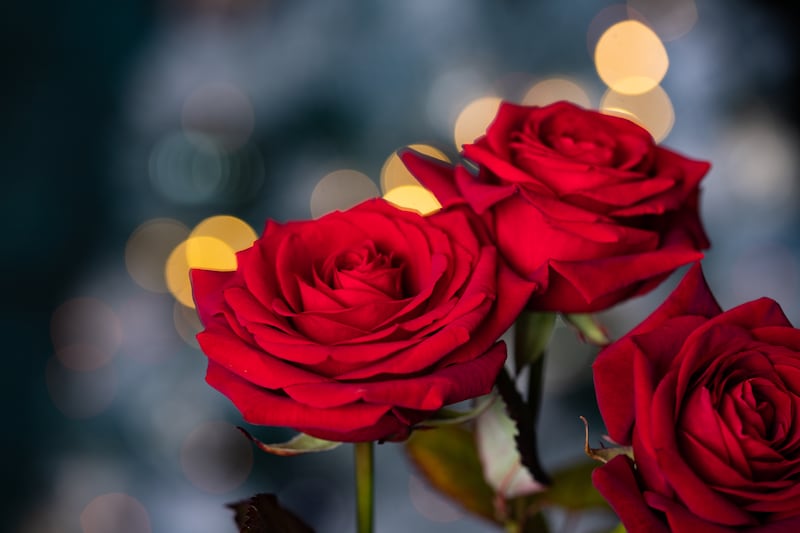 Las rosas rosadas representan admiración y gratitud hacia mamá.