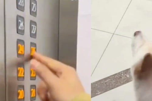 Video viral: mujer ayuda a perro a encontrar su piso en ascensor