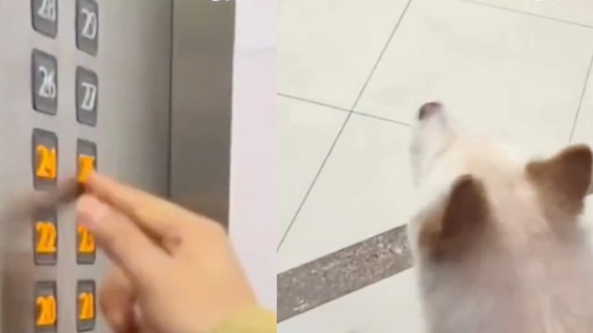Una mujer ayuda a un perro perdido en Argentina presionando todos los botones del ascensor.