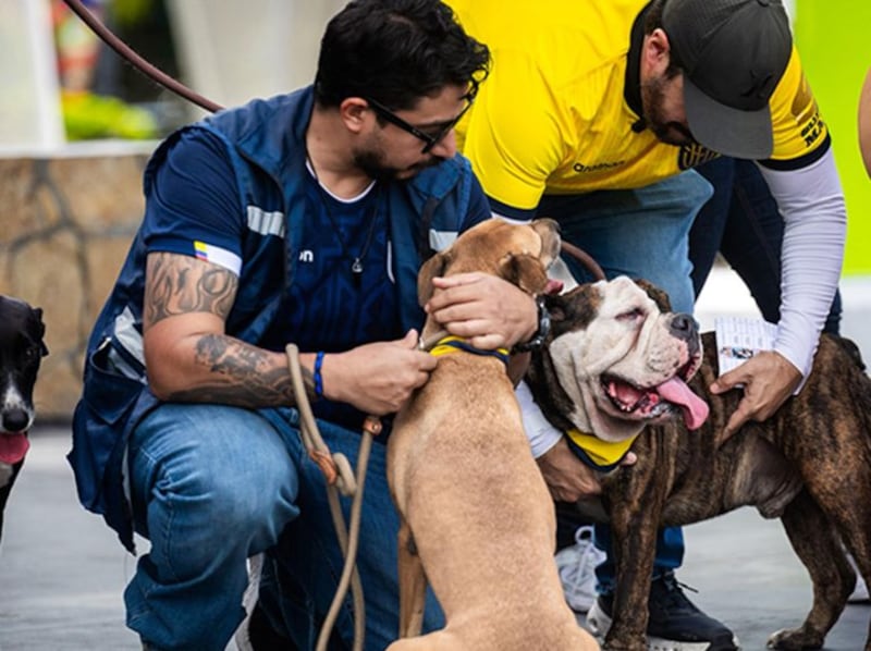 Once perros rescatados participaron en una iniciativa que combinó la pasión por la Tri con la promoción de la adopción responsable en Guayarte