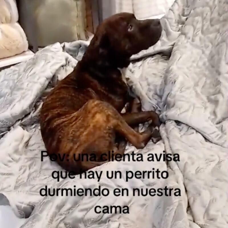 Perrito dormido en una tienda