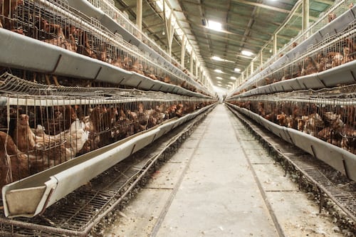 Periodistas se capacitan sobre bienestar animal y producción intensiva en la región