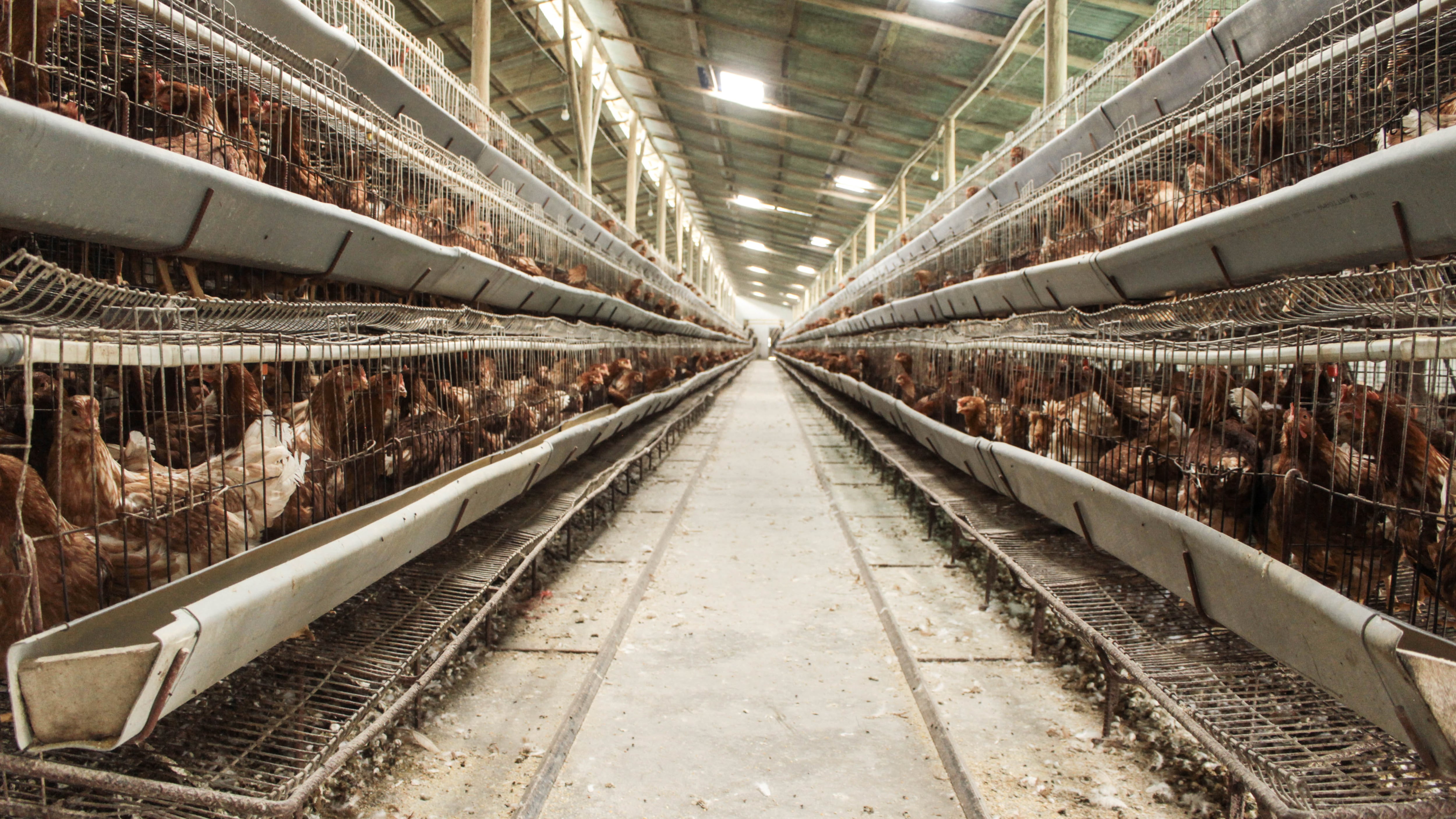 Periodistas se capacitan sobre bienestar animal y producción intensiva en la región