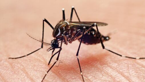 Al tipo de personas que más pican los moscos.