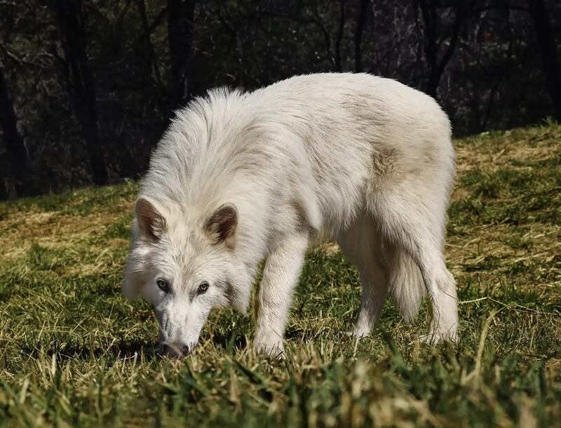 Lobo huargo - foto de Colossal Biosciences