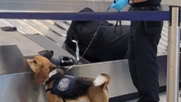 Ecuatoriano fue multado por intentar ingresar carne de cerdo a Estados Unidos en su equipaje - Fuente: Foto de @DFOFlorida