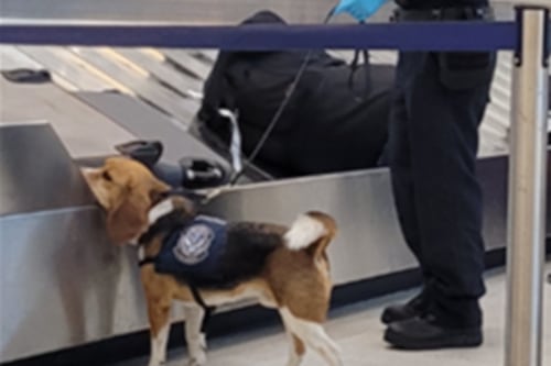 Ecuatoriano fue multado en aeropuerto de Florida por intentar pasar carne de cerdo en su equipaje