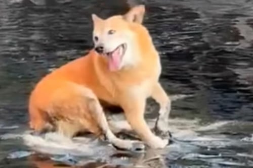 Un perrito quedó atrapado en la brea tras siniestro de camión en la Simón Bolívar, Quito