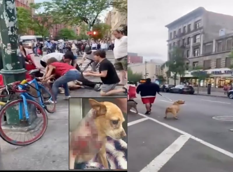 ataque de Pitbulls a Chihuahua de Servicio