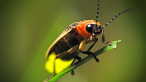 Las luciérnagas están desapareciendo a un ritmo alarmante.