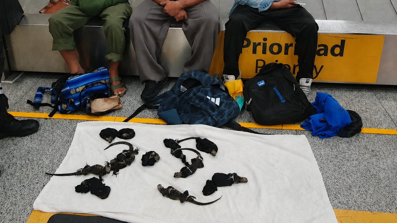 Extranjeros intentaron traficar una docena de iguanas marinas de Galápagos ocultándolas en sus maletas - Fuente: Ministerio del Ambiente