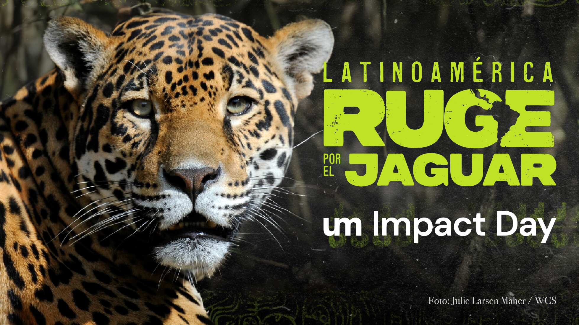 Latinoamérica ruge por el jaguar