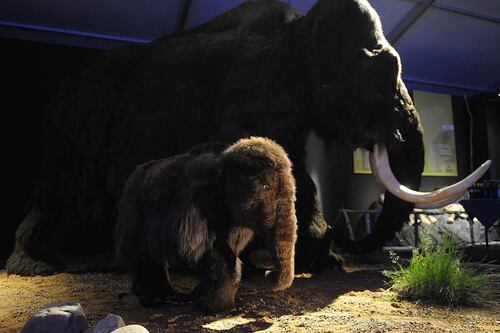Un proyecto de renacimiento pretende traer de vuelta a una cría de mamut en 2027
