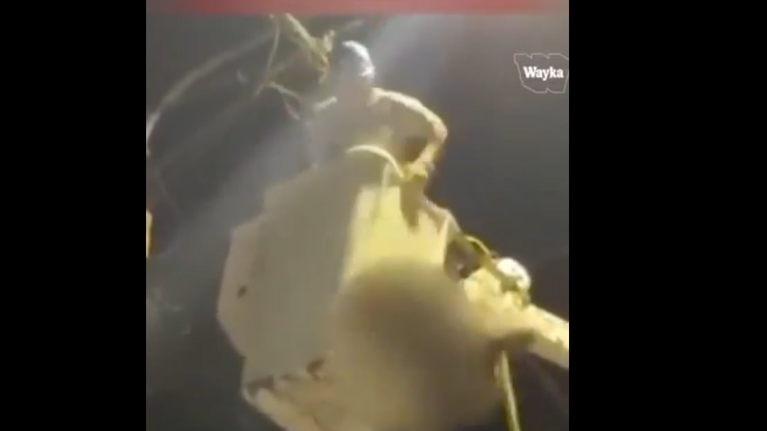 ¡Indignante! Lanzan a oso perezoso desde un poste de luz durante un intento de rescate - Fuente: Video de X