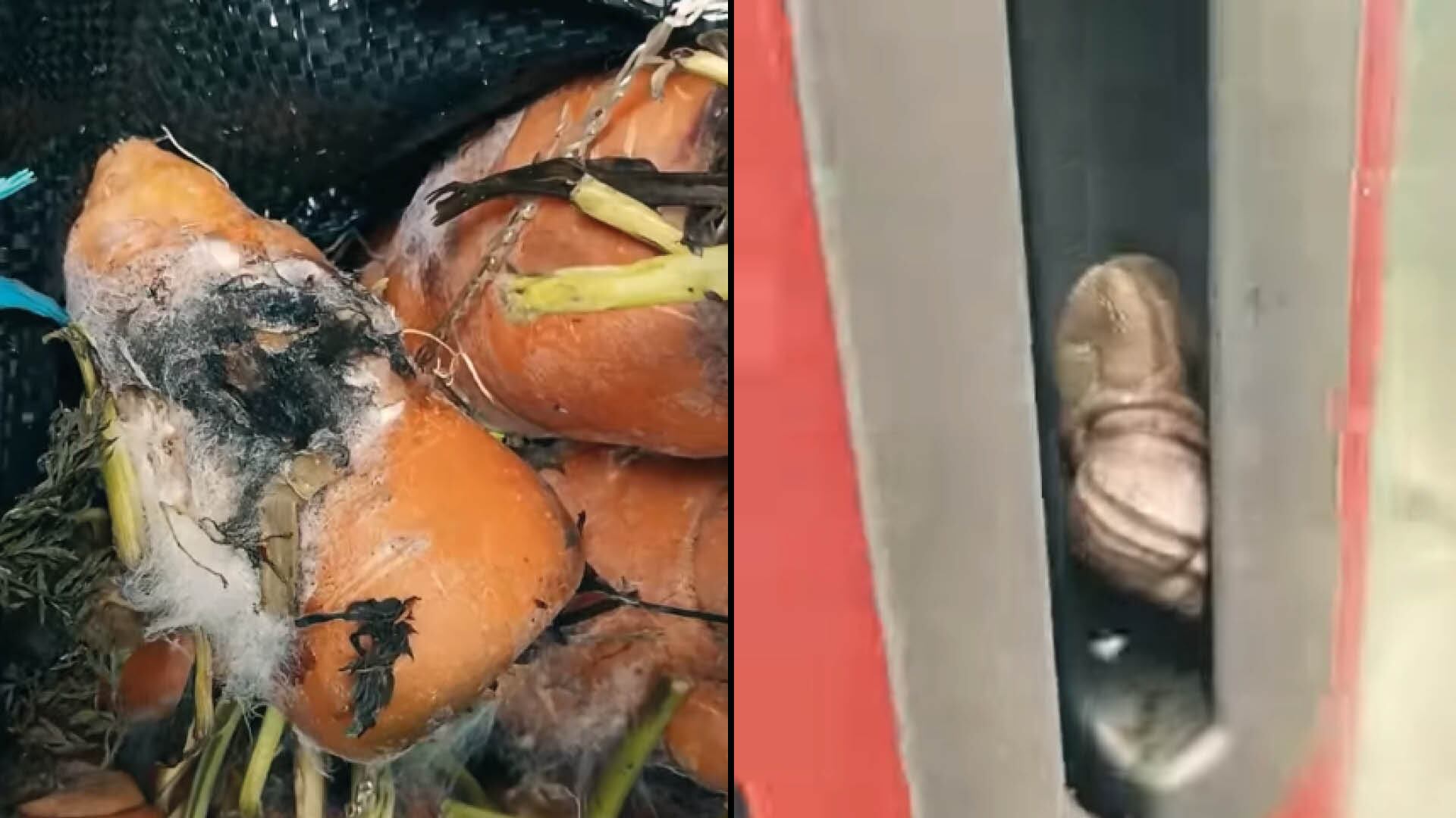 Un caracol en el congelador y verduras en descomposición en chifa