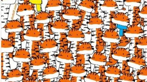 Localiza los gatitos en tiempo récord.