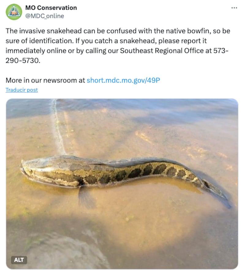 El impacto ambiental de esta especie invasora se centra principalmente en su comportamiento alimenticio.