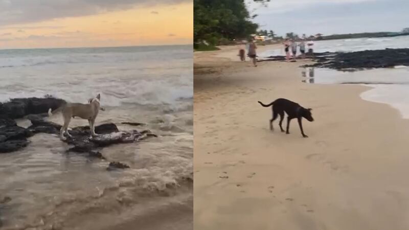 Perros y gatos atacando iguanas marinas en isla Isabela