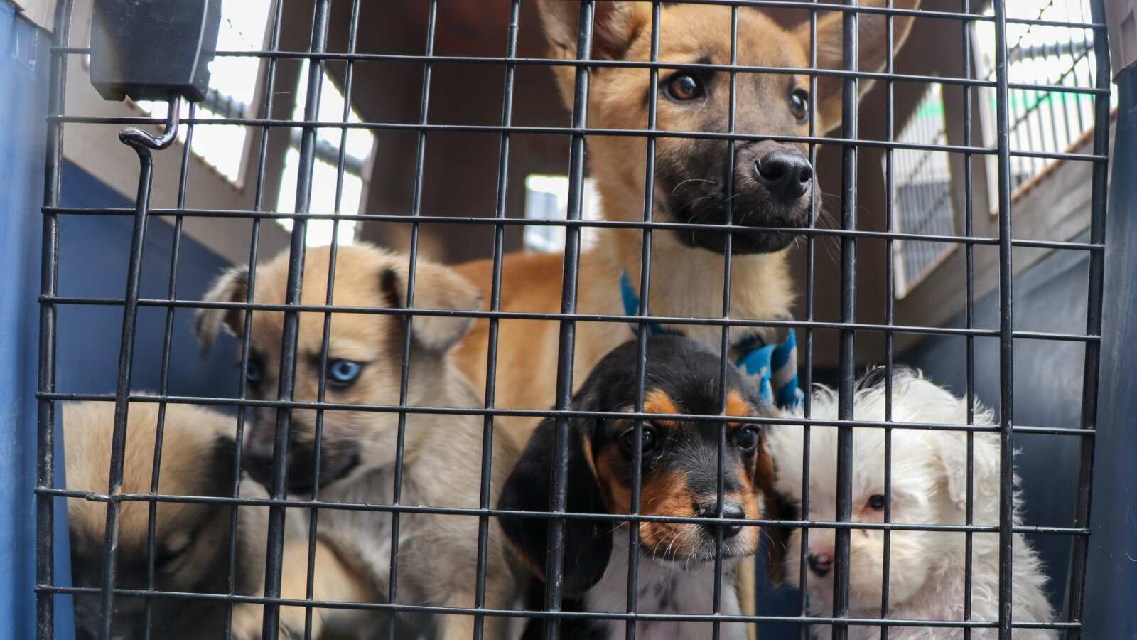 10 cachorros en costales y fundas de basura fueron rescatador en El Quinche