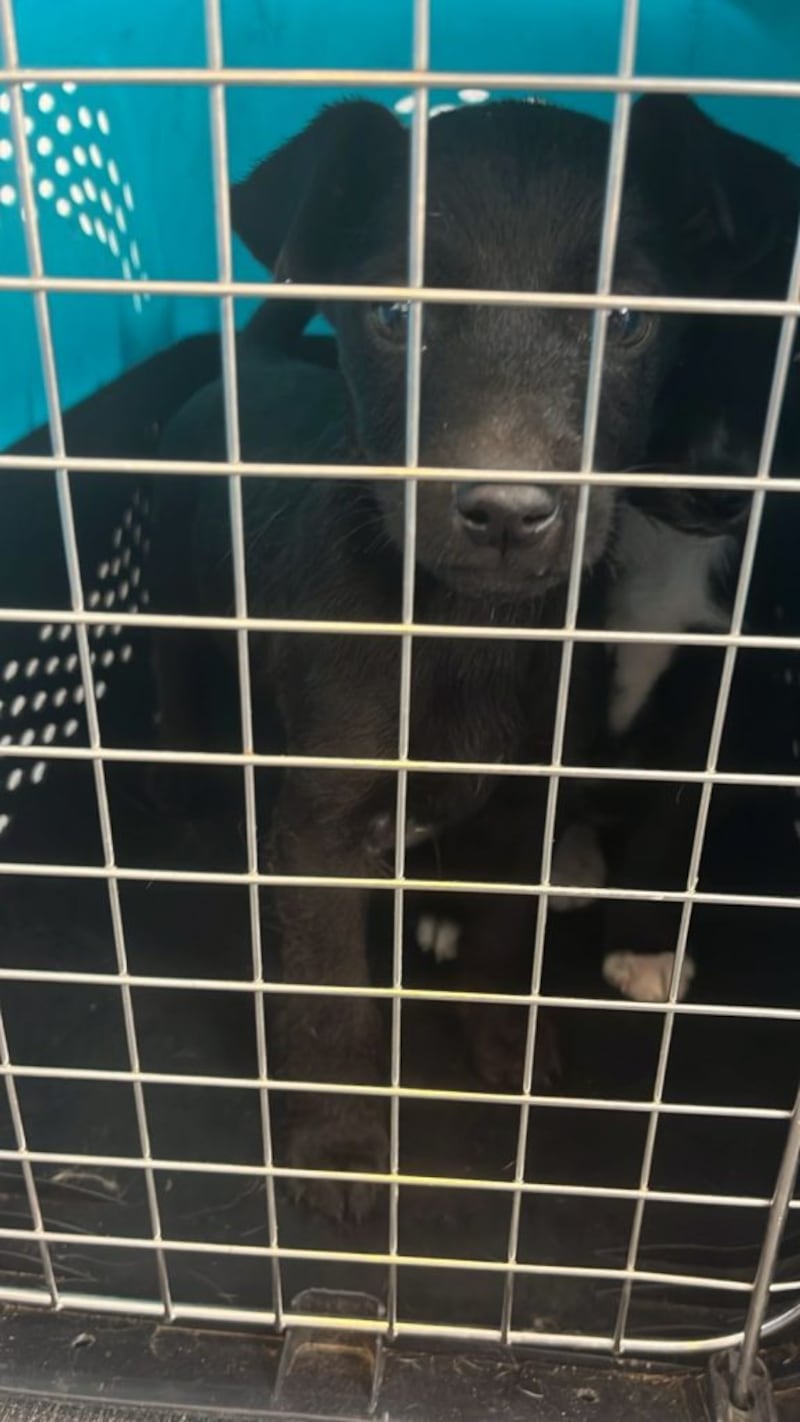Rescatan 11 animales en estado crítico destinados a la venta ilegal en el sur de Quito