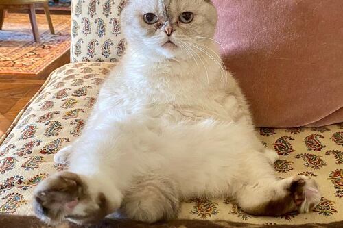 El gato de Taylor Swift es la gata más rica del mundo: 97 millones de dólares