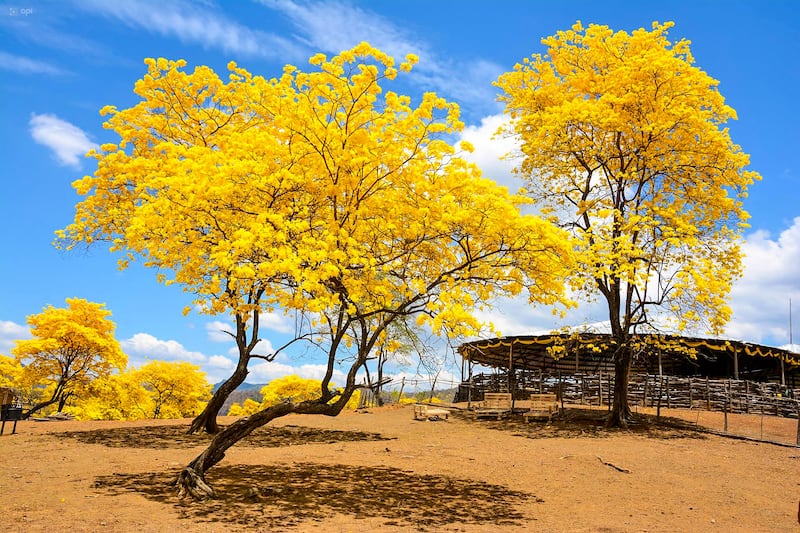 Guayacanes en Loja