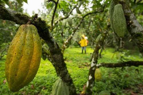 Estados Unidos modificó su esquema de aranceles recíprocos con Ecuador para café, cacao y frutas