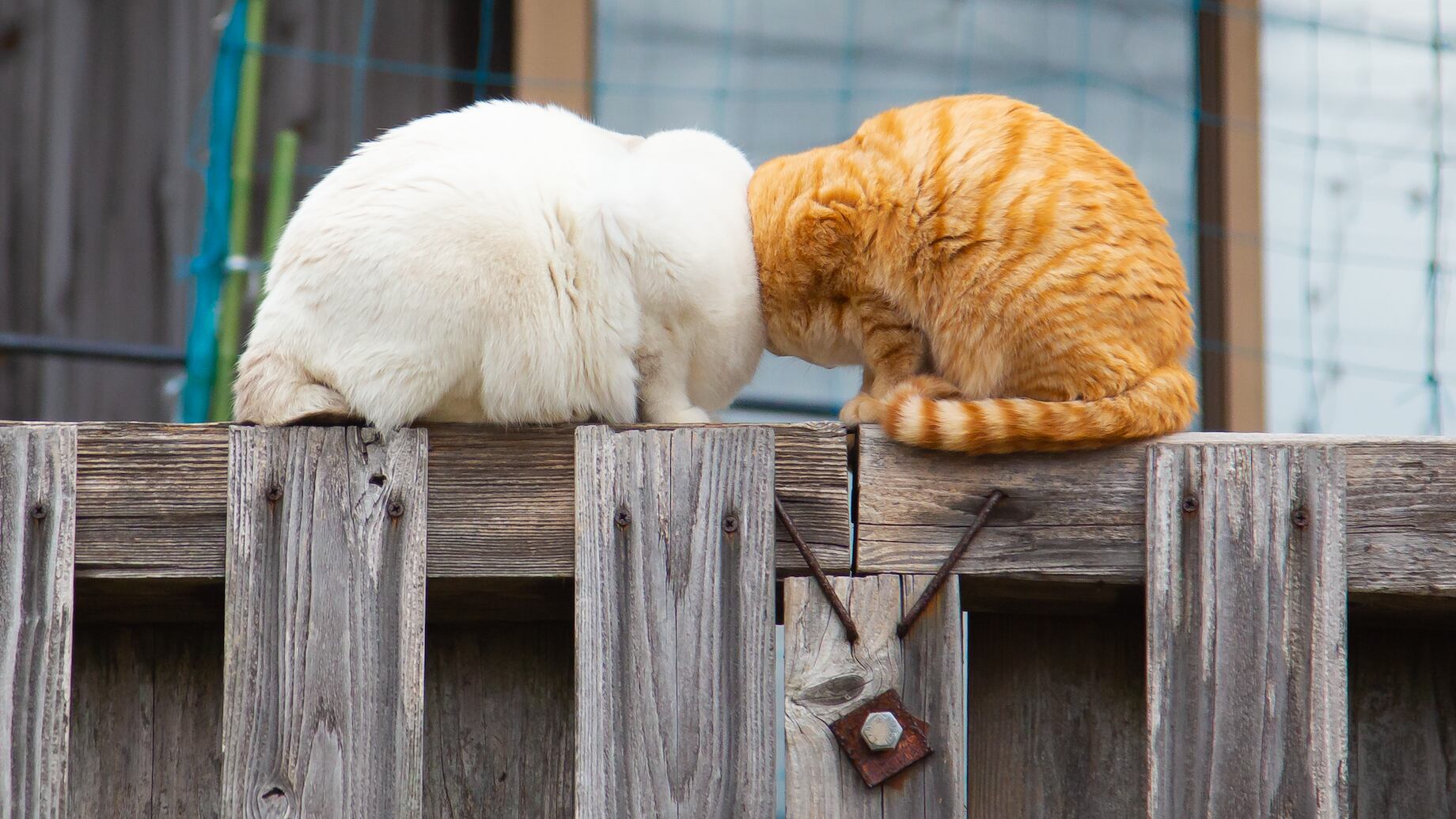 Ganador de Los Comedy Pet Photo Awards