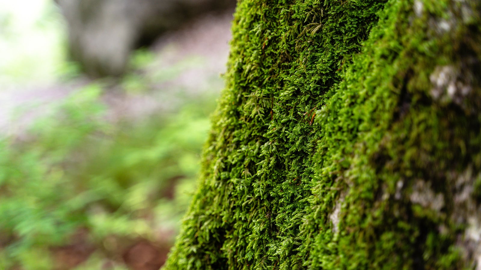 Ministerio de Ambiente