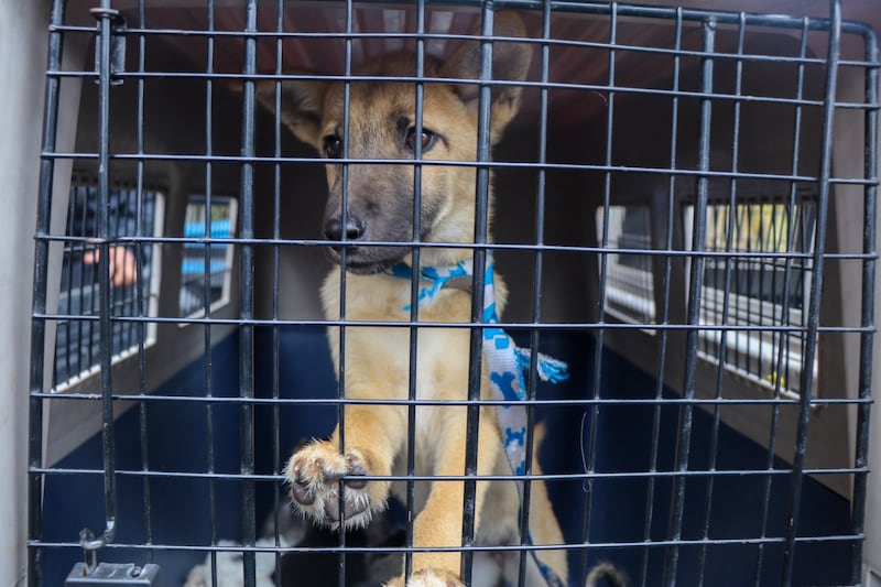 10 cachorros en costales y fundas de basura fueron rescatador en El Quinche