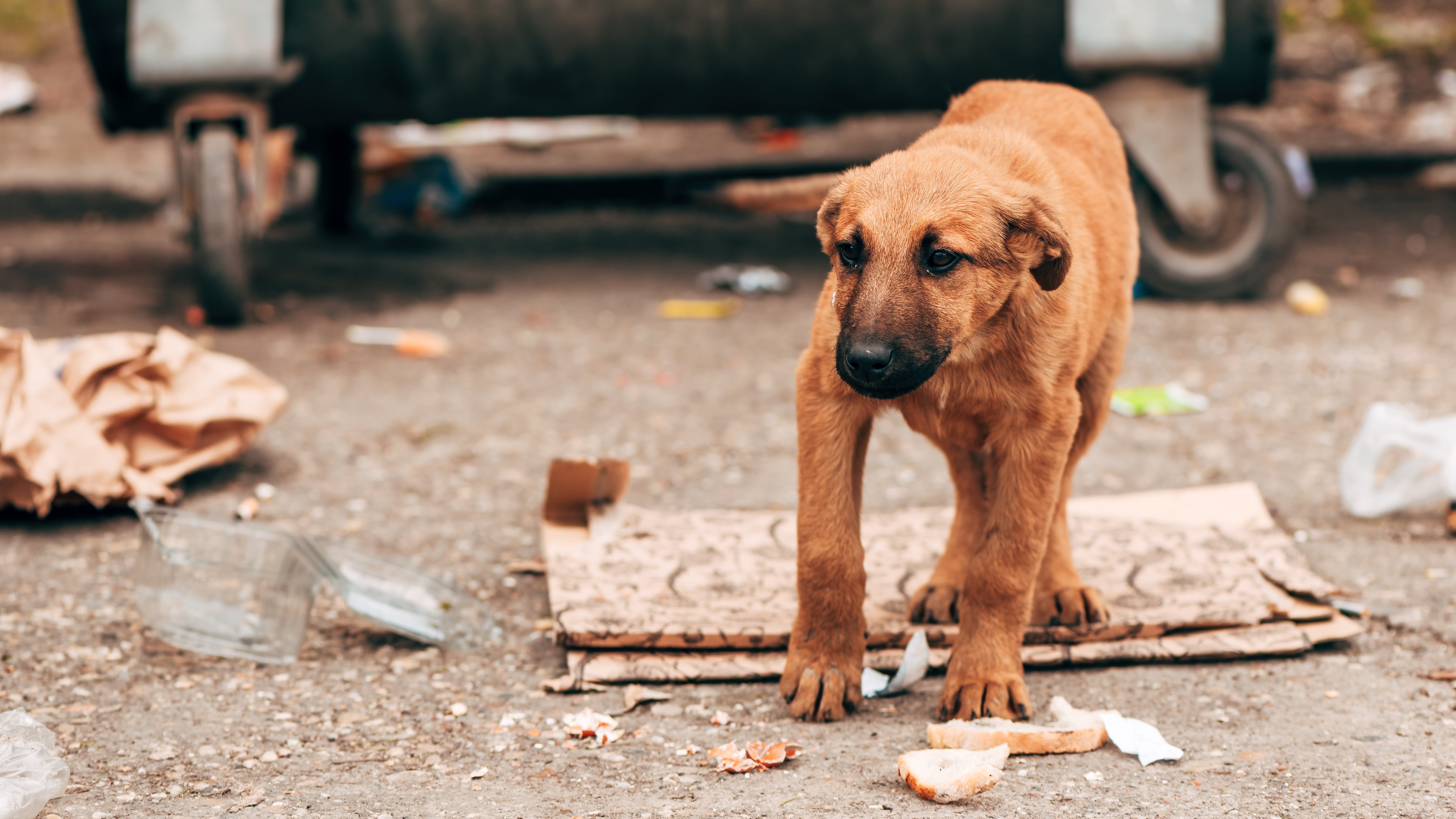 Maltrato de animales de compañía