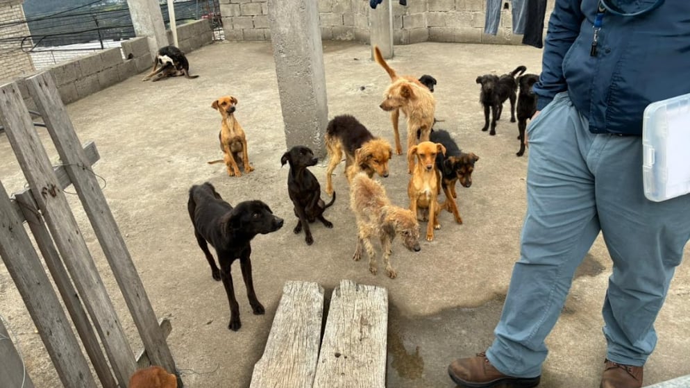 18 perritos fueron hallados en condiciones alarmantes en Colinas del Norte, en Quito
