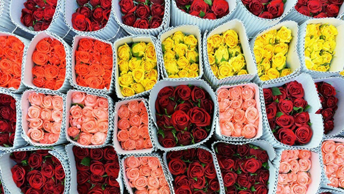 Flores Ecuador