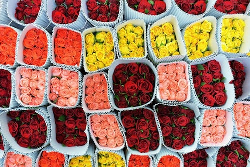 Ingresos por la venta de flores ecuatorianas en San Valentín 2026 caen por aranceles y clima